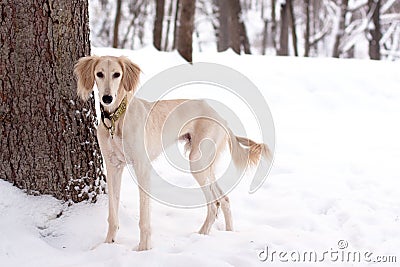 Saluki pup in snow Stock Photo