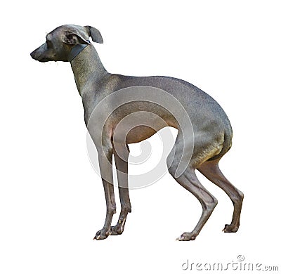 Saluki & x28;Persian greyhound& x29;. adorable saluki puppy on white. Salu Stock Photo