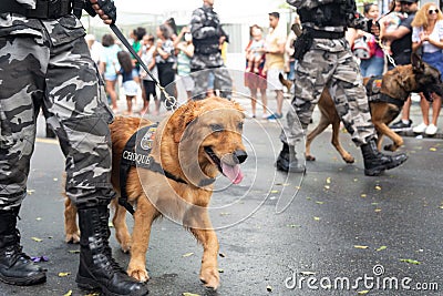 Salvador, Bahia, Brazil - September 07, 2022: Military police dogs are seen during the Brazilian independence military parade Editorial Stock Photo