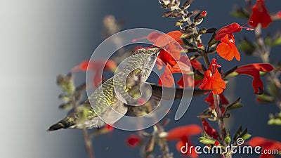 Salvia Anthers Depositing Pollen on a Hummingbird`s Crown Stock Photo