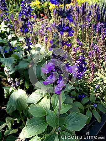 Salvia `Balsalmisp`, Salvia Mystic Spires Blue Stock Photo