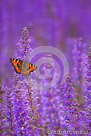 Salvia with butterfly Stock Photo