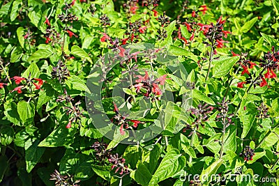 Salvia coccinea blooms with red flowers in July. Potsdam, Germany Stock Photo