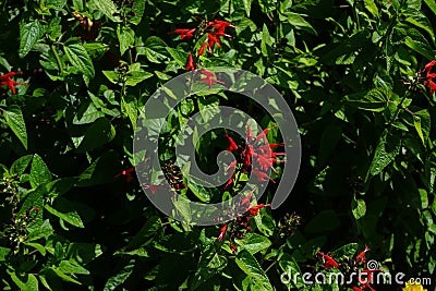 Salvia coccinea blooms with red flowers in July. Potsdam, Germany Stock Photo