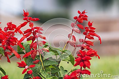 Salvia coccinea Stock Photo