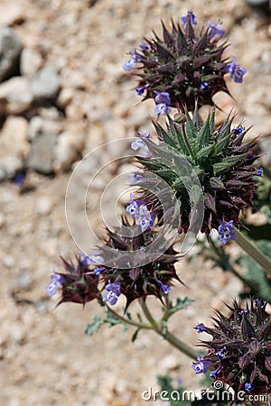 Salvia Columbariae Bloom - Pinto Basin Desert - 032422 Stock Photo