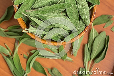 Salvia. Commo Garden sage Stock Photo