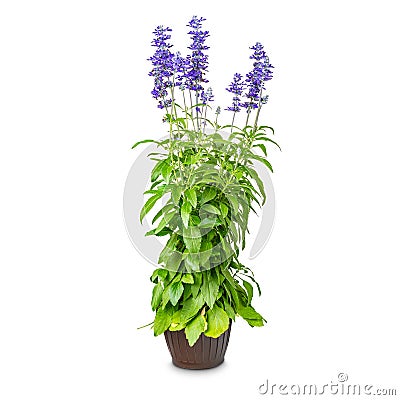 Salvia farinacea blooming Stock Photo