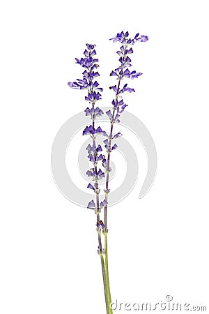 Salvia farinacea, Blue salvia, Mealy cup sage or Mealy sage flowers blooming, isolated on white background Stock Photo