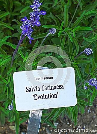 Salvia farinacea Evolution Stock Photo