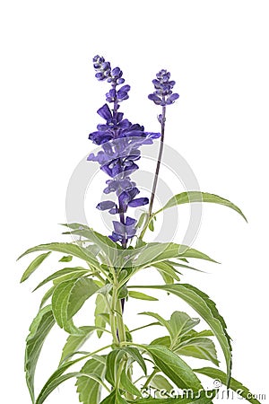 Salvia farinacea flowers Stock Photo