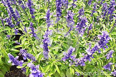 Salvia guaranitica is a plant species Stock Photo