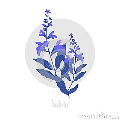 Salvia herbaceous plant. Twig of fresh Blossoming spicy herb. Vector illustration. Vector Illustration