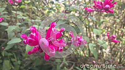 Baby sage. Magenta flowers in the morning. Stock Photo