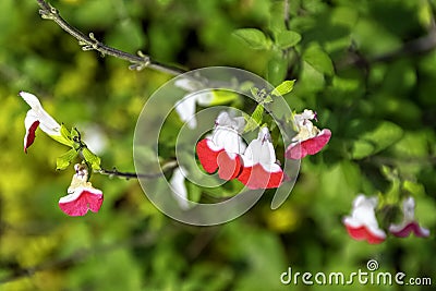 Salvia microphylla, known as myrtle of the mountains, small leaved, salvia hot lips, baby, blackcurrant or Graham`s sage Stock Photo