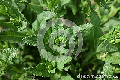 Salvia nemorosa Stock Photo