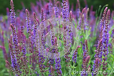 Salvia nemorosa. Salvias in different colors in garden. Stock Photo