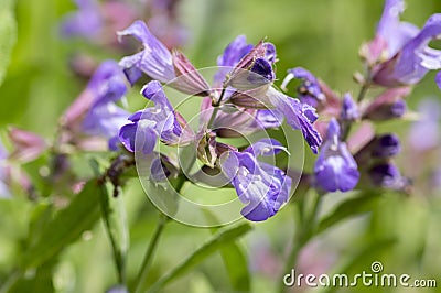 Salvia officinalis evergreen healhty subshrub in bloom, violet purple flowering useful plant Stock Photo