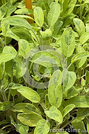 Salvia officinalis L. jecterina Stock Photo