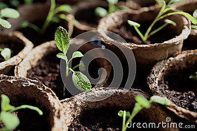 Salvia officinalis seedlings in peat containers Stock Photo