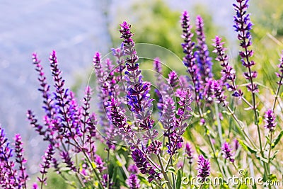 Salvia, purple summer flower of meadow sage plant background Stock Photo