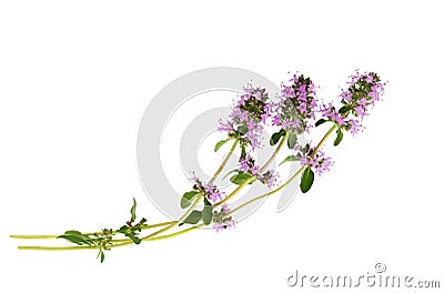 Salvia sclarea or clary sage on white Stock Photo