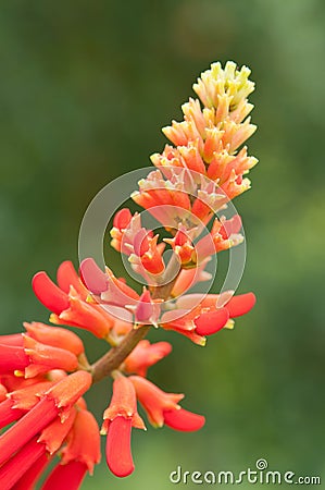 Salvia splendens Stock Photo