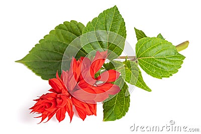 Salvia splendens Stock Photo