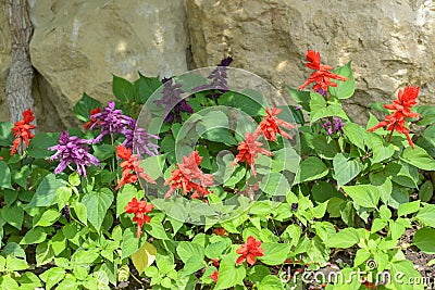 Salvia on stone wall background. Stock Photo