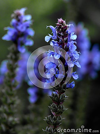 Salvia Tips Stock Photo