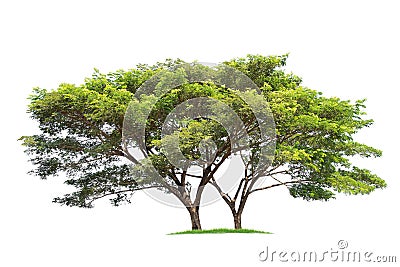 Samanea saman, Rain tree, isolated on White Background Stock Photo