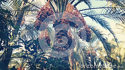 Samani palm tree at harvest Stock Photo