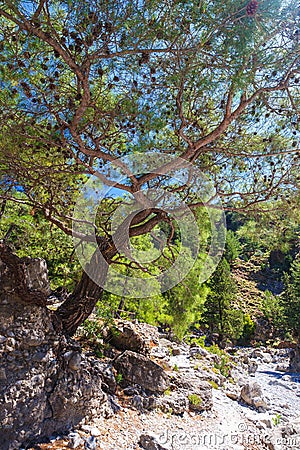 Samaria Gorge in central Crete Stock Photo