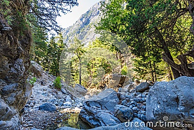 Samaria gorge forest in mountains pine fir trees green landscape background Stock Photo