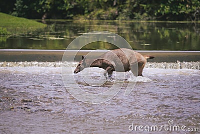 sambar deer crossing river in khaoyai national park thailand Stock Photo