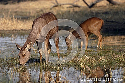Sambar deer fawn in water Stock Photo