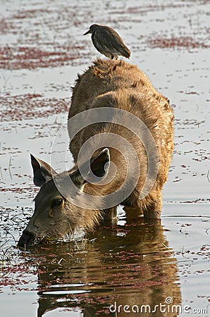 Sambar deer with heron Stock Photo