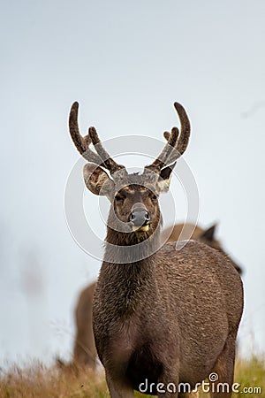 Sambar Deer at Horton Plains, Sri Lanka Stock Photo
