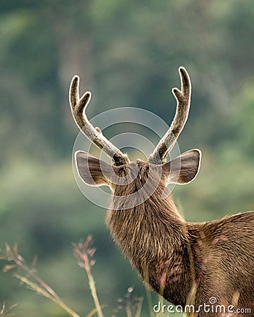 Sambar Deer at Horton Plains, Sri Lanka Stock Photo