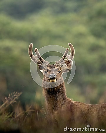 Sambar Deer at Horton Plains, Sri Lanka Stock Photo