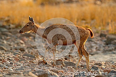 Sambar deer, Rusa unicolor, large animal, Indian subcontinent, China, nature habitat. Bellow majestic powerful adult animal in sto Stock Photo
