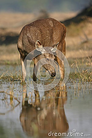 Sambar deer in water Stock Photo