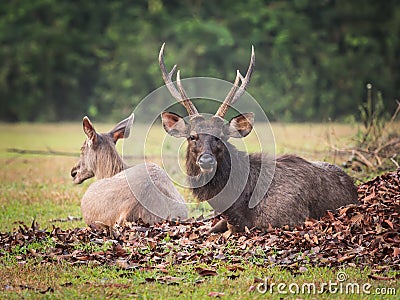 Sambar deers. Stock Photo