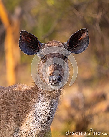 A Sambar Stock Photo