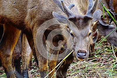 Sambar or Rusa Unicolor Stock Photo