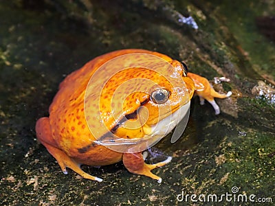 Sambava tomato frog (Dyscophus guineti) Stock Photo