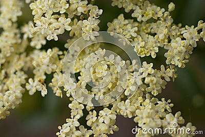 SAMBUCUS CAERULEA BLOOM - RED ROCK CP MRCA - 050821 A Stock Photo