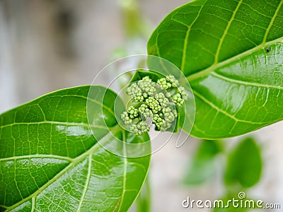 Sambucus is a genus of flowering plants in the Adoxaceae family. The various species are commonly called elderberries or Stock Photo