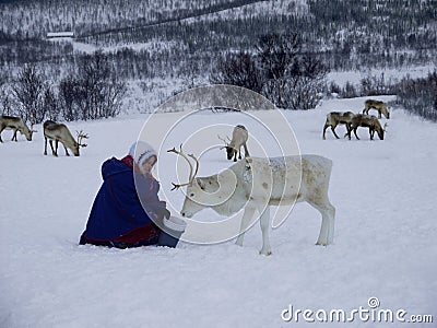 Sami people feeding reindeer Editorial Stock Photo