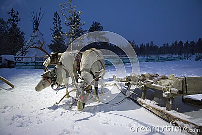 Sami reindeer team in the Sami tent polar night Stock Photo